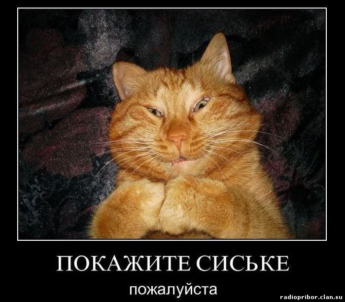 новые смешные демотиваторы