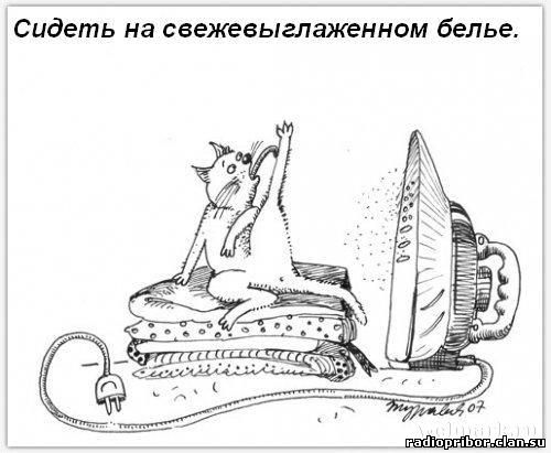 кошка