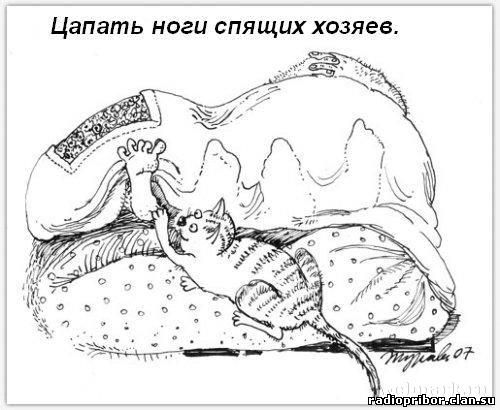 кошка