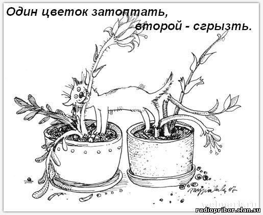 кошка