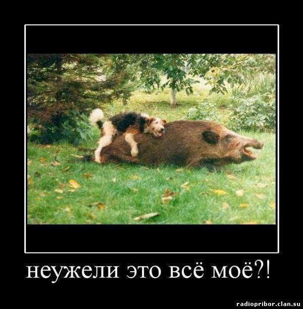 демотиватор
