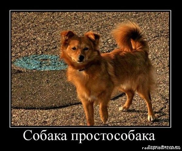 смешные демотиваторы