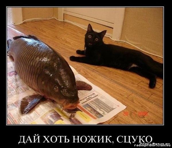 смешные демотиваторы