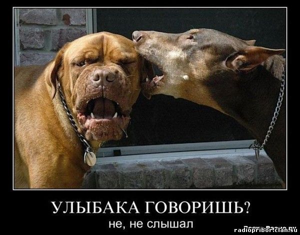 смешные демотиваторы