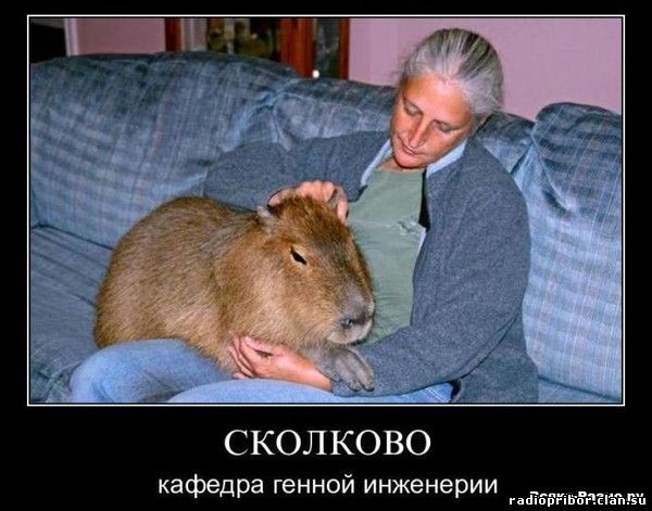 смешные демотиваторы