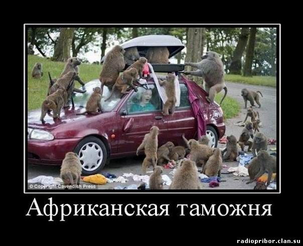самые смешные картинки