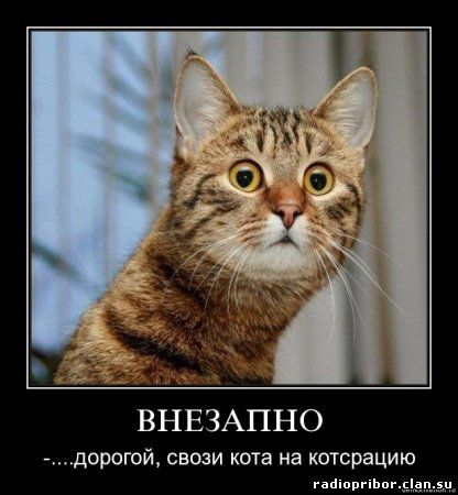 самые смешные картинки