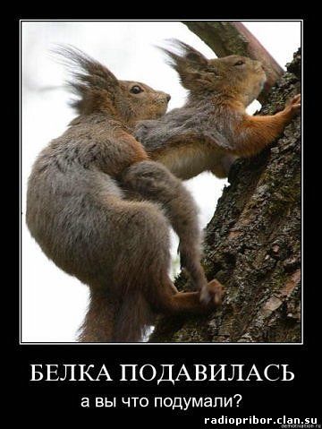 самый-смешной-демотиватор