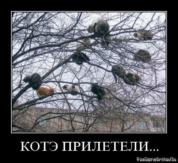 самый-смешной-демотиватор