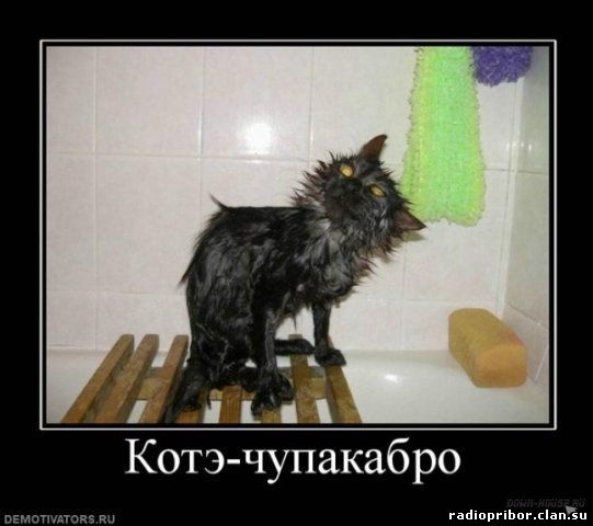 самый-смешной-демотиватор