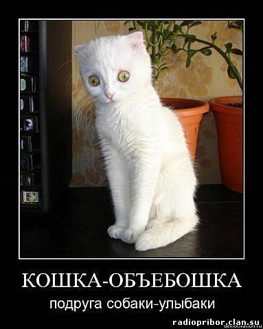 самый-смешной-демотиватор