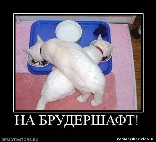 самый-смешной-демотиватор