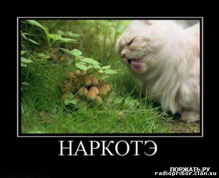 самый-смешной-демотиватор