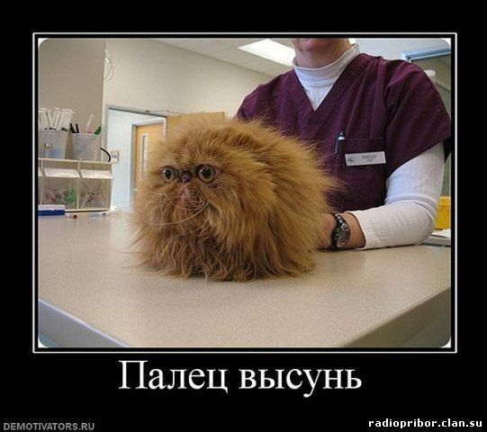 самый-смешной-демотиватор