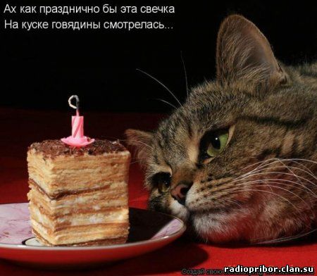 кошки фото