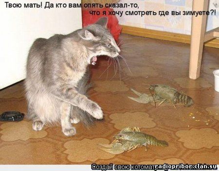 кошки фото