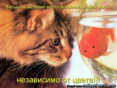 кошки фото