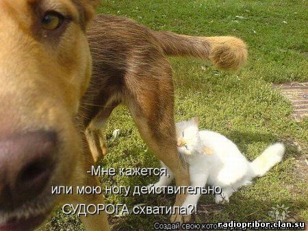 кошки фото