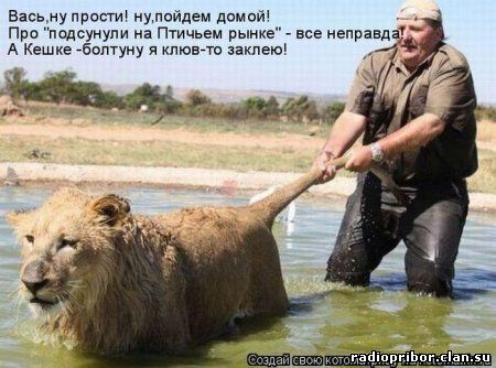 кошки фото