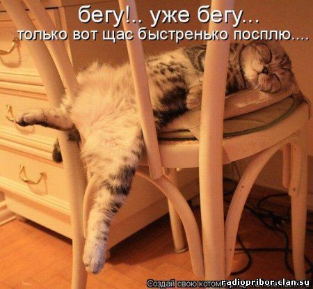 кошки фото