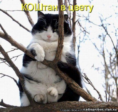 кошки фото