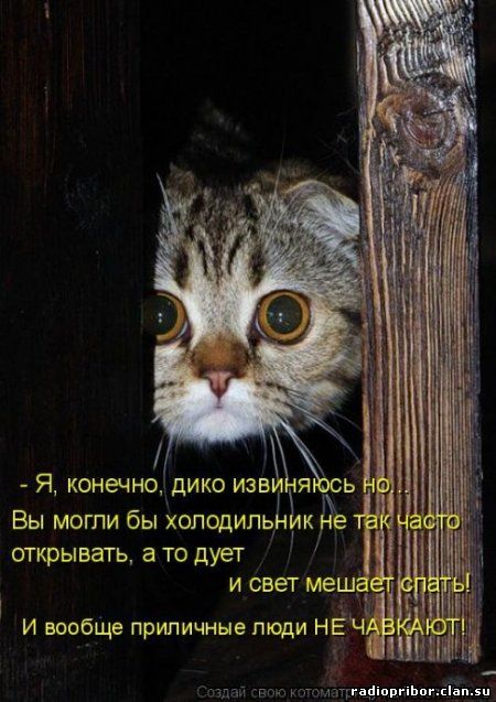 кошки фото