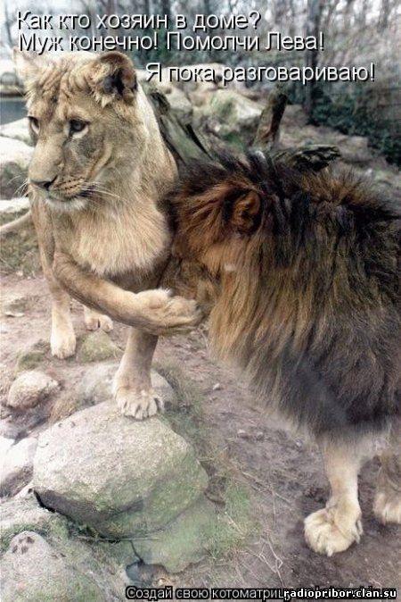 кошки фото