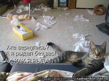 кошки фото