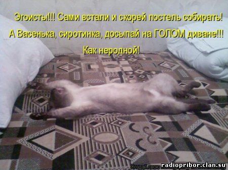 кошки фото
