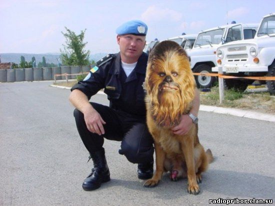 прикол